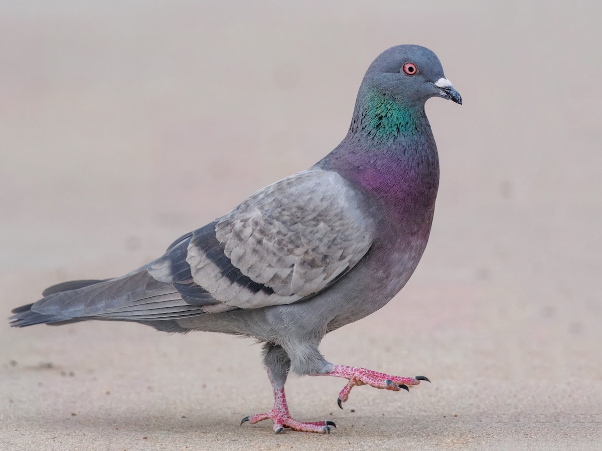 Rock Pigeon (Feral Pigeon) - ML616075897