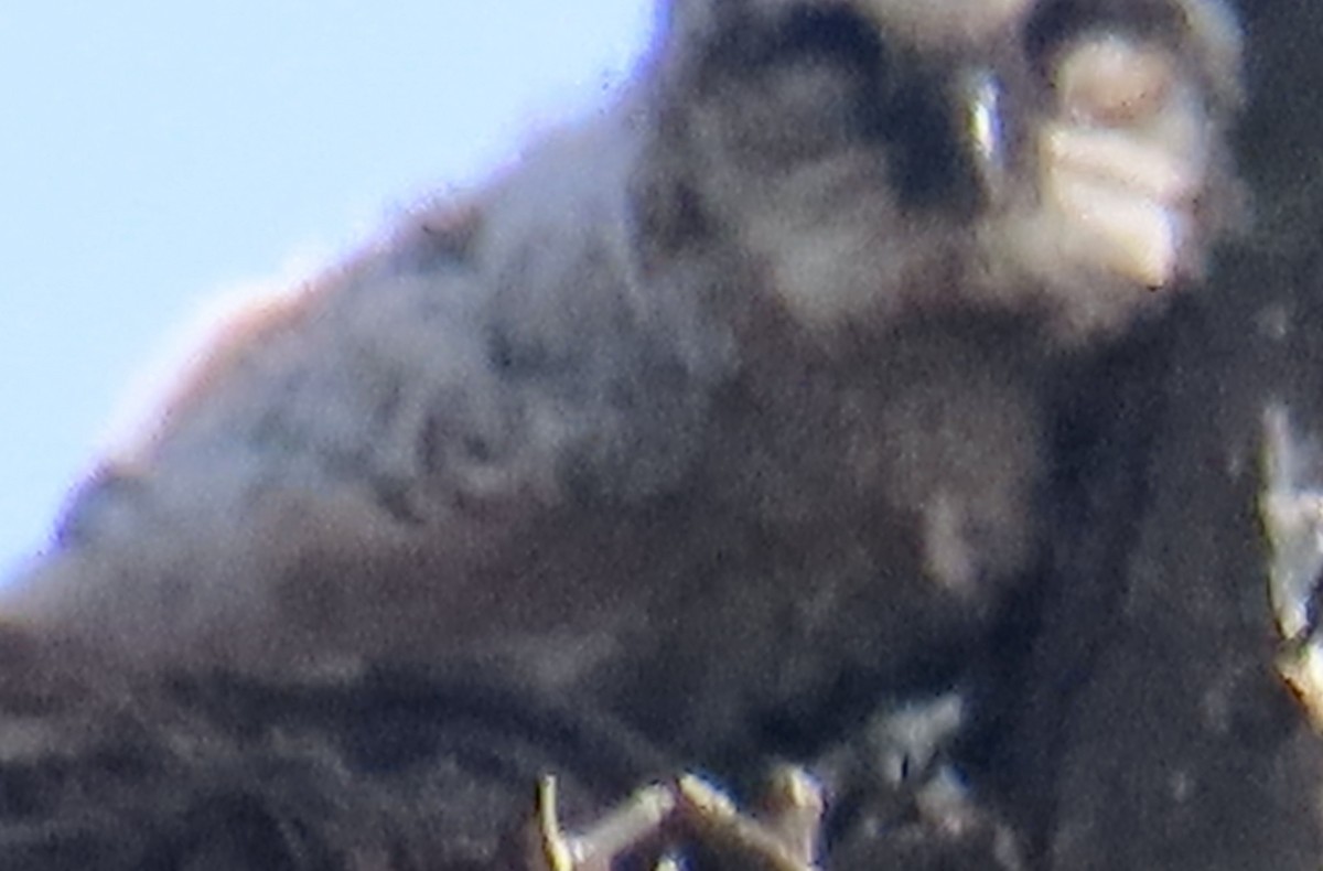 Great Horned Owl - ML616075964