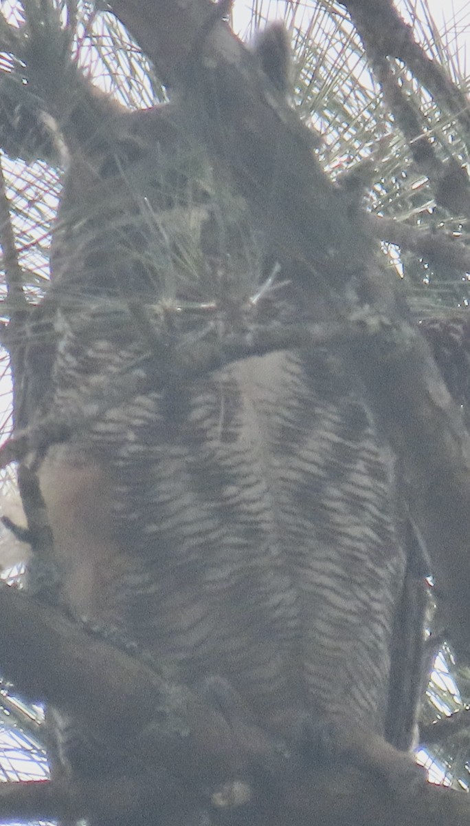 Great Horned Owl - ML616075978