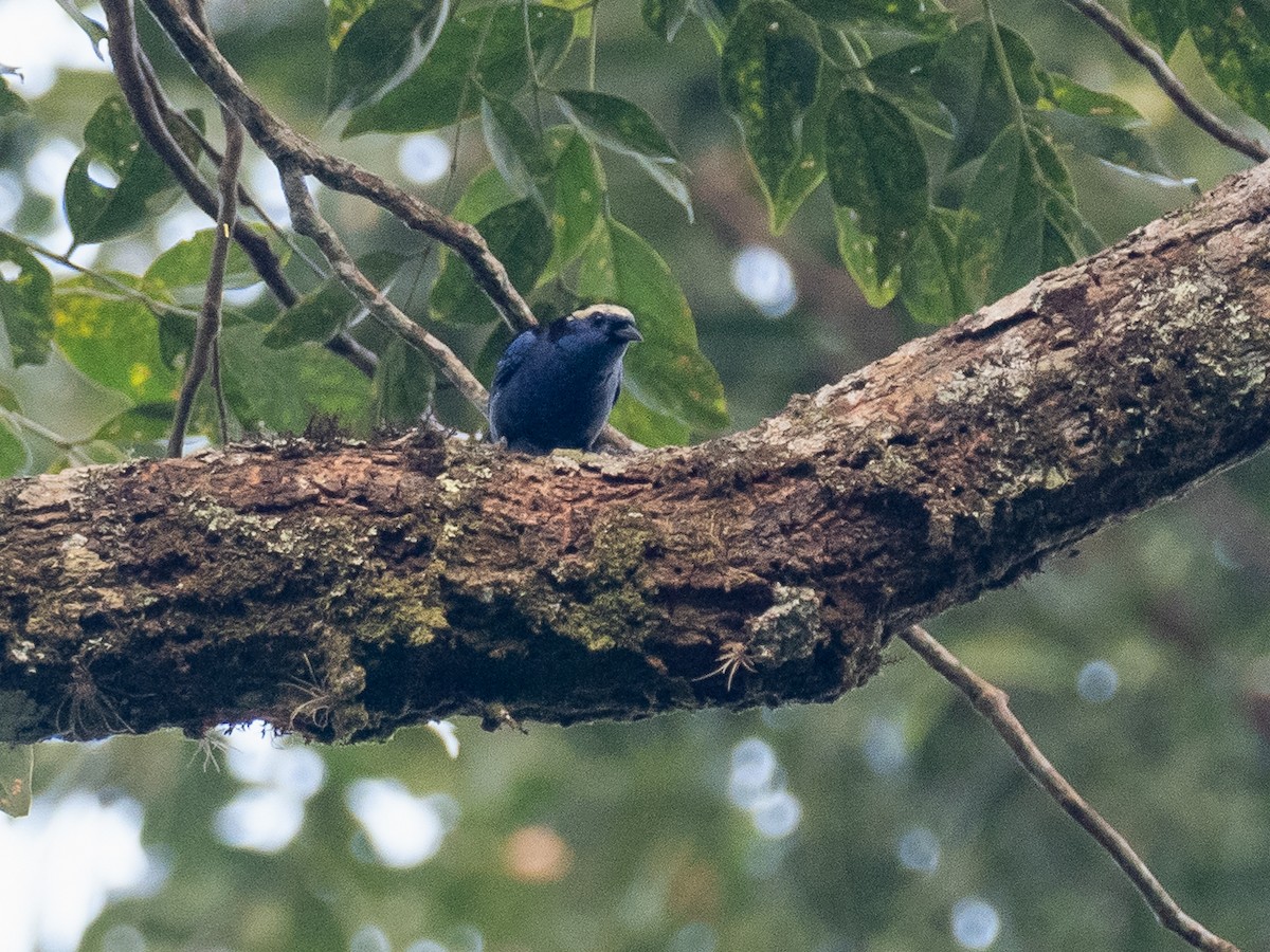 Opal-crowned Tanager - ML616076118