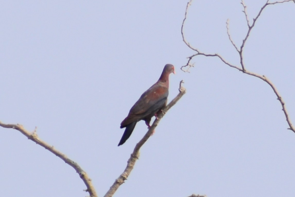 Red-billed Pigeon - ML616076231