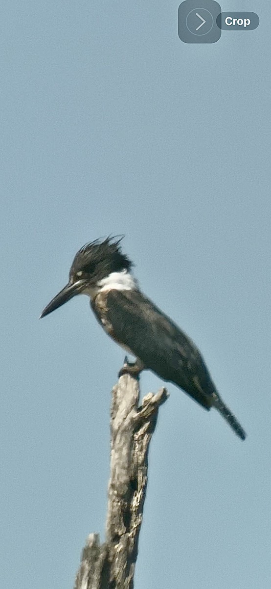 Belted Kingfisher - ML616076314