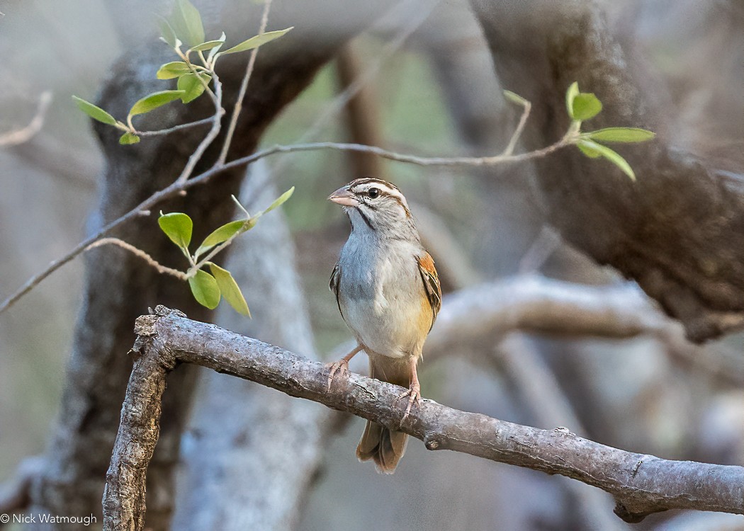Cinnamon-tailed Sparrow - ML616076376