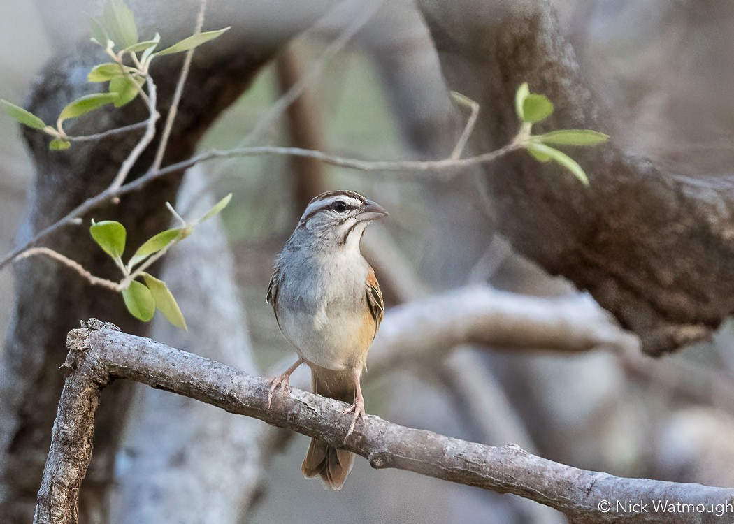 Cinnamon-tailed Sparrow - ML616076377