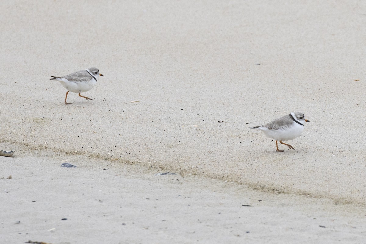 Piping Plover - ML616076389
