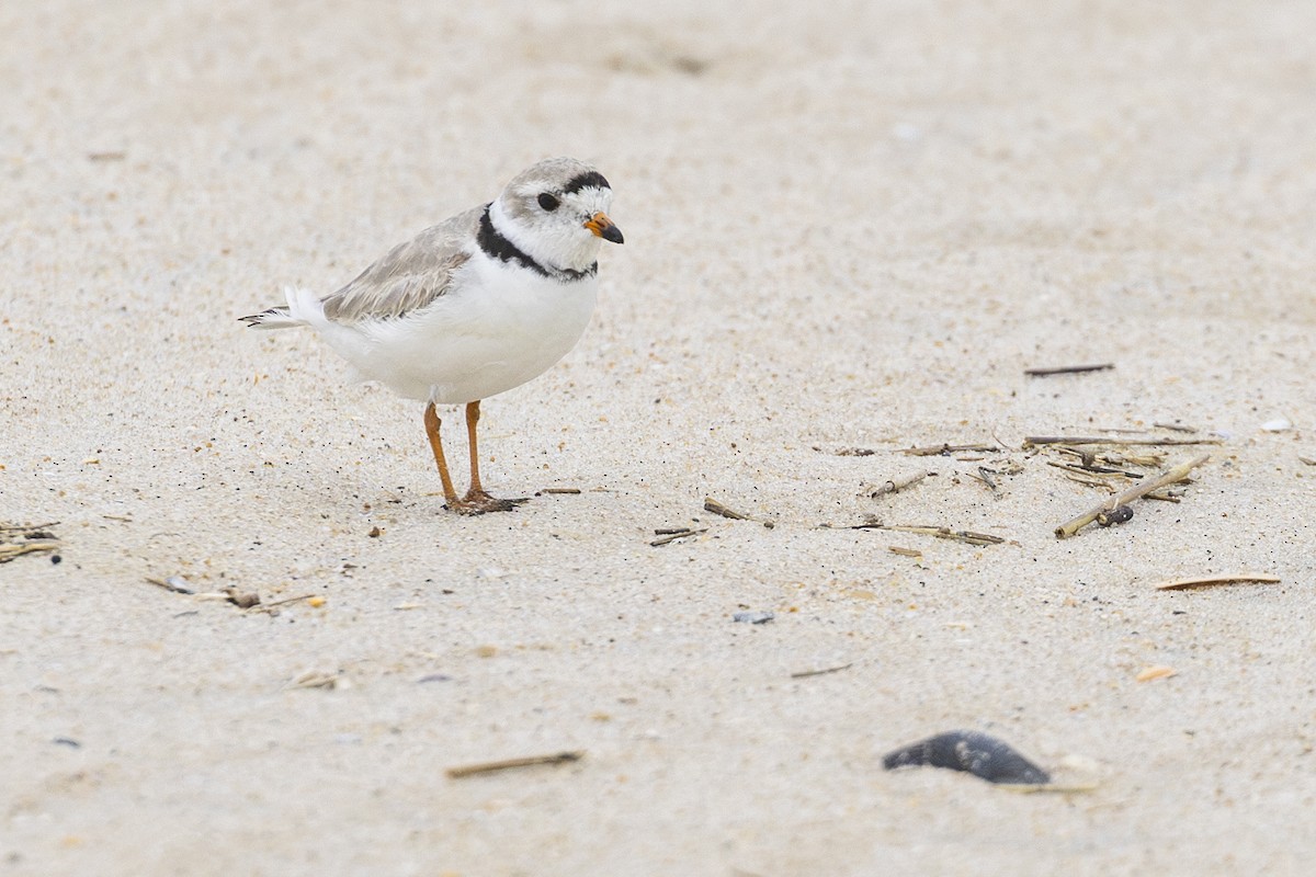 Piping Plover - ML616076403