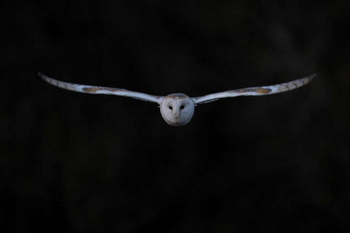 Barn Owl - Steve Bell