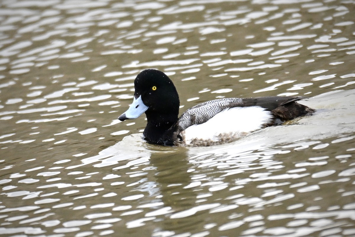 Greater Scaup - ML616076475