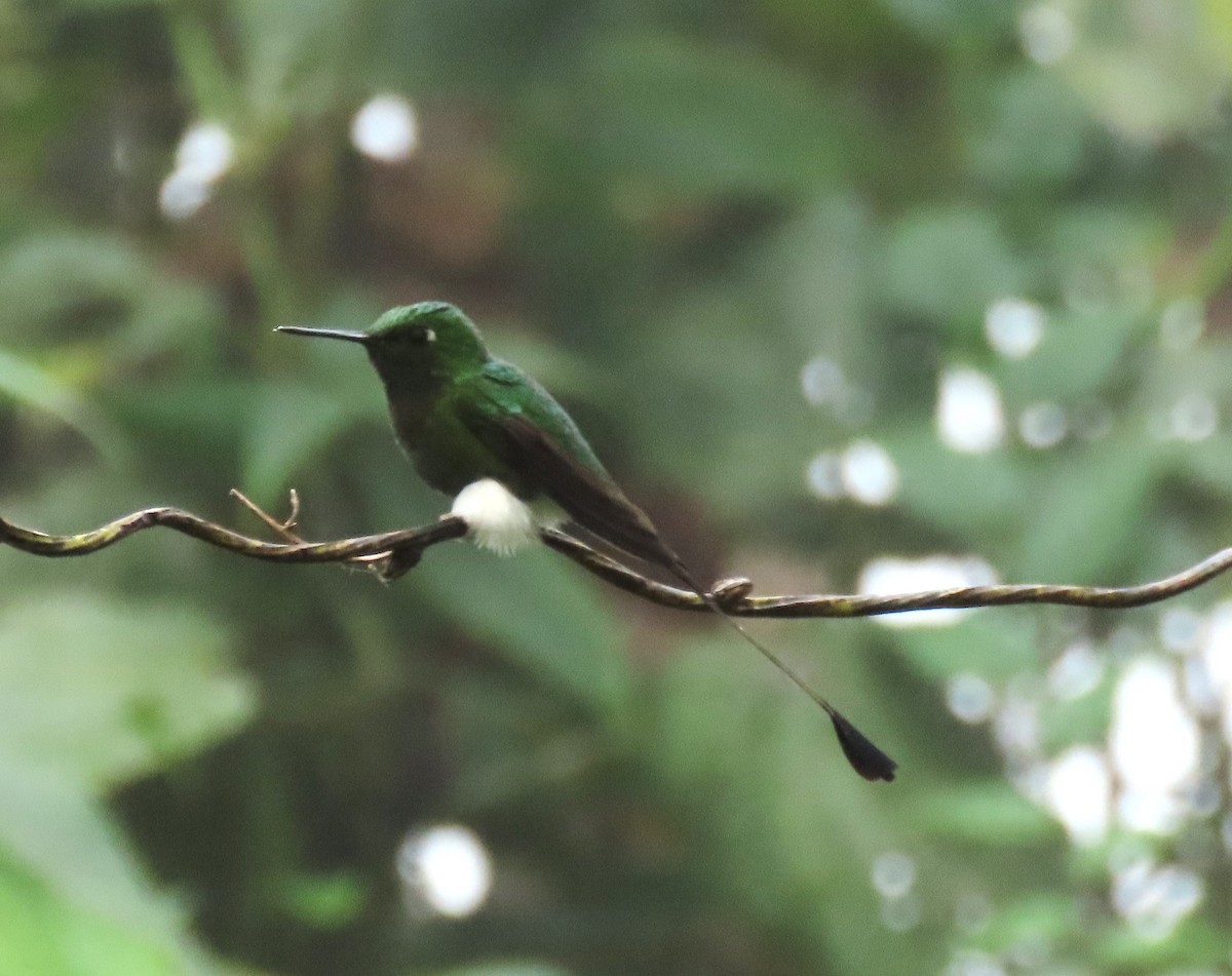 White-booted Racket-tail - ML616076582