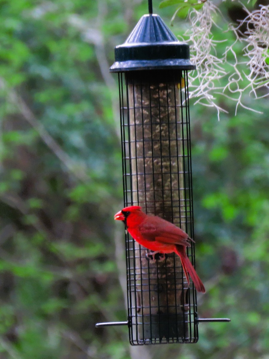 Cardinal rouge - ML616076685