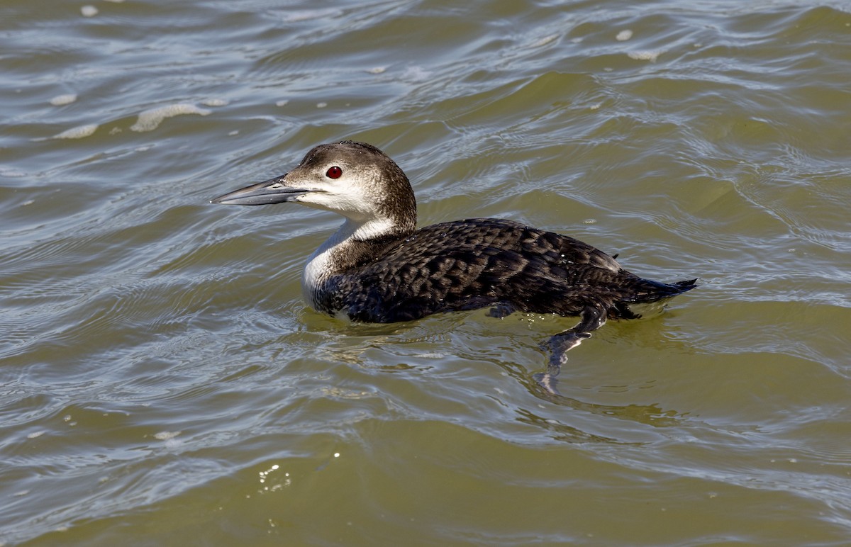 Common Loon - Don Rose