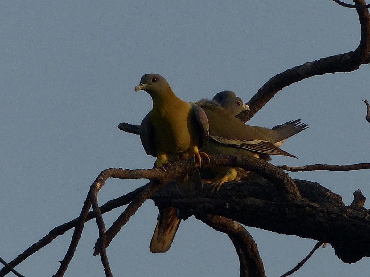 Yellow-footed Green-Pigeon - ML616076743