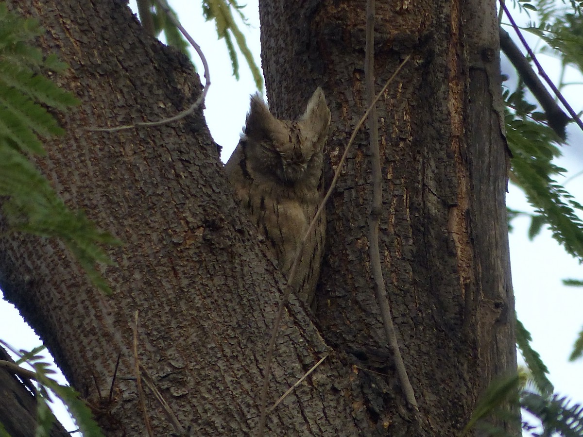 Spotted Owlet - ML616076771
