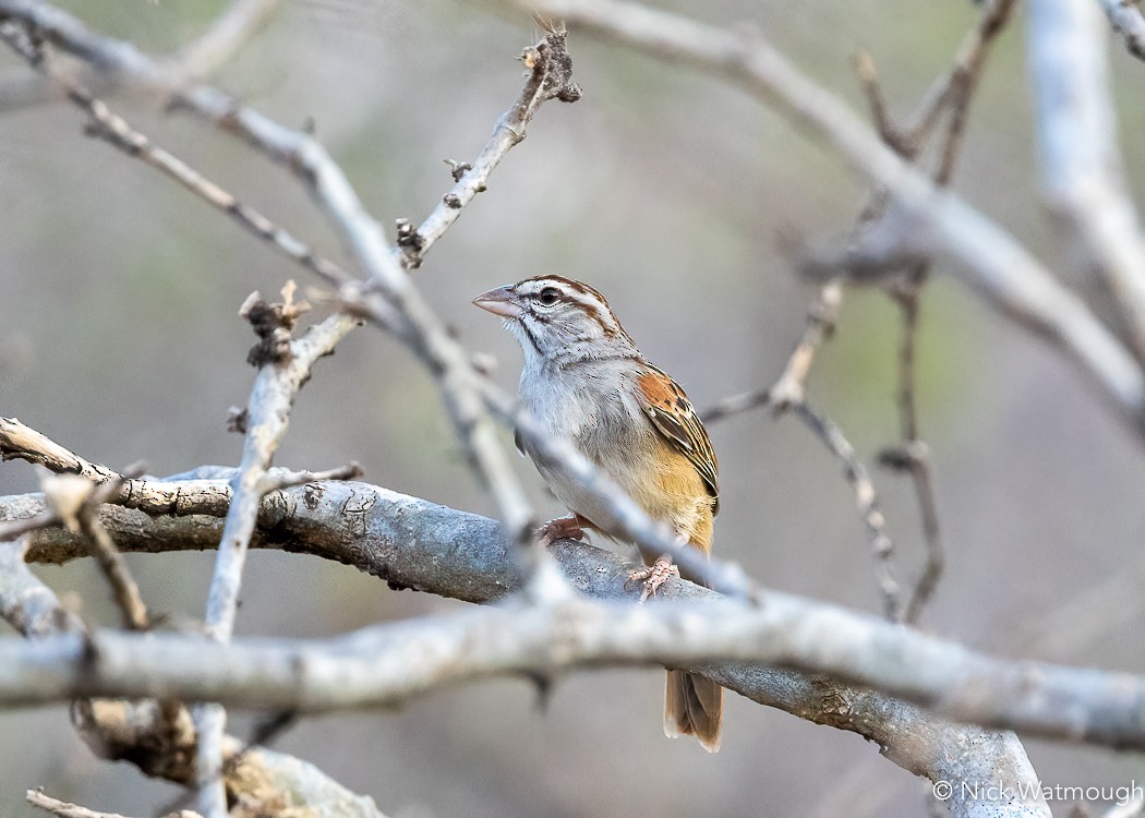 Cinnamon-tailed Sparrow - Nick Watmough