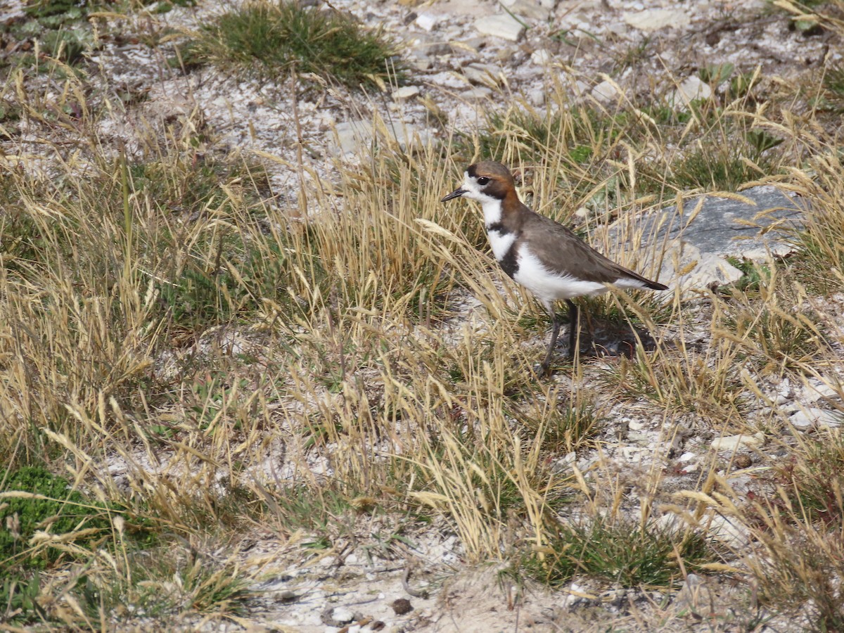 Two-banded Plover - ML616076789