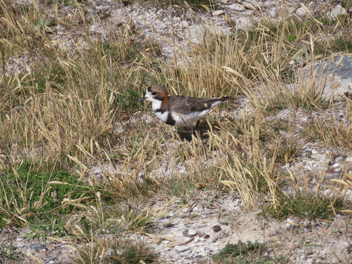 Two-banded Plover - ML616076792