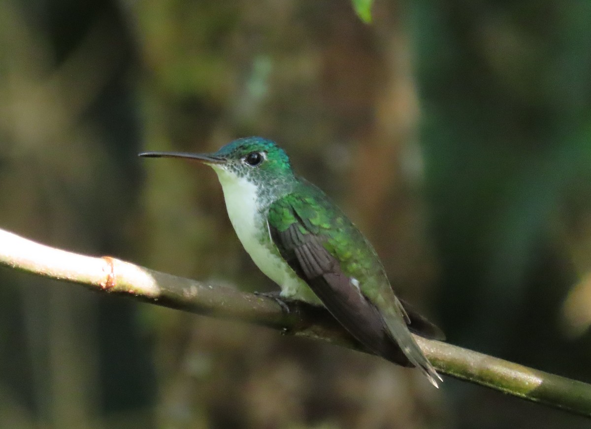 Andean Emerald - ML616076796