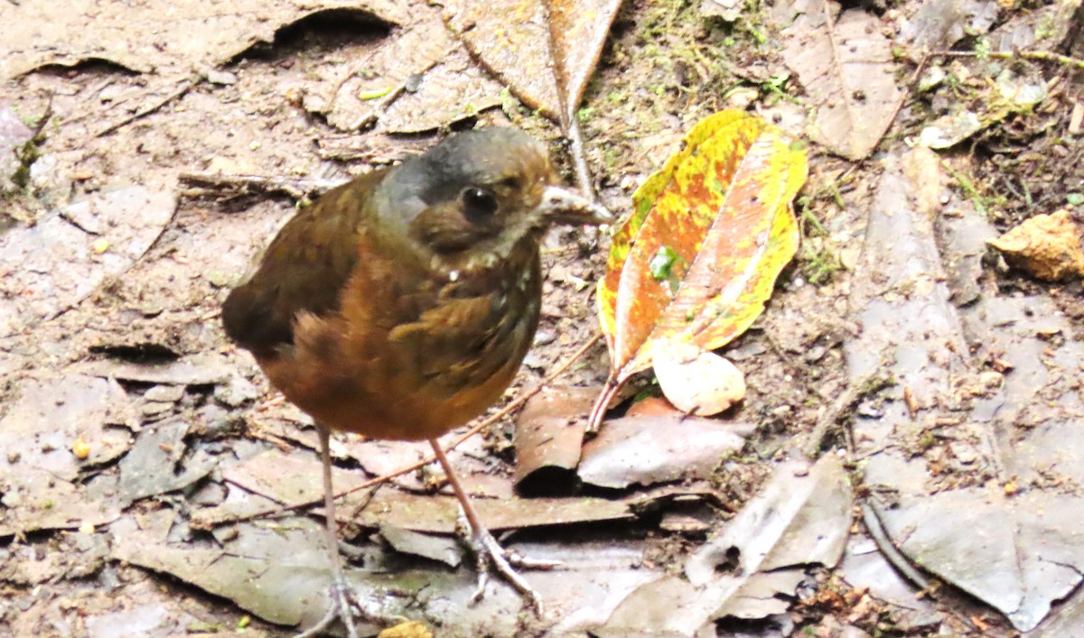 Moustached Antpitta - ML616076818
