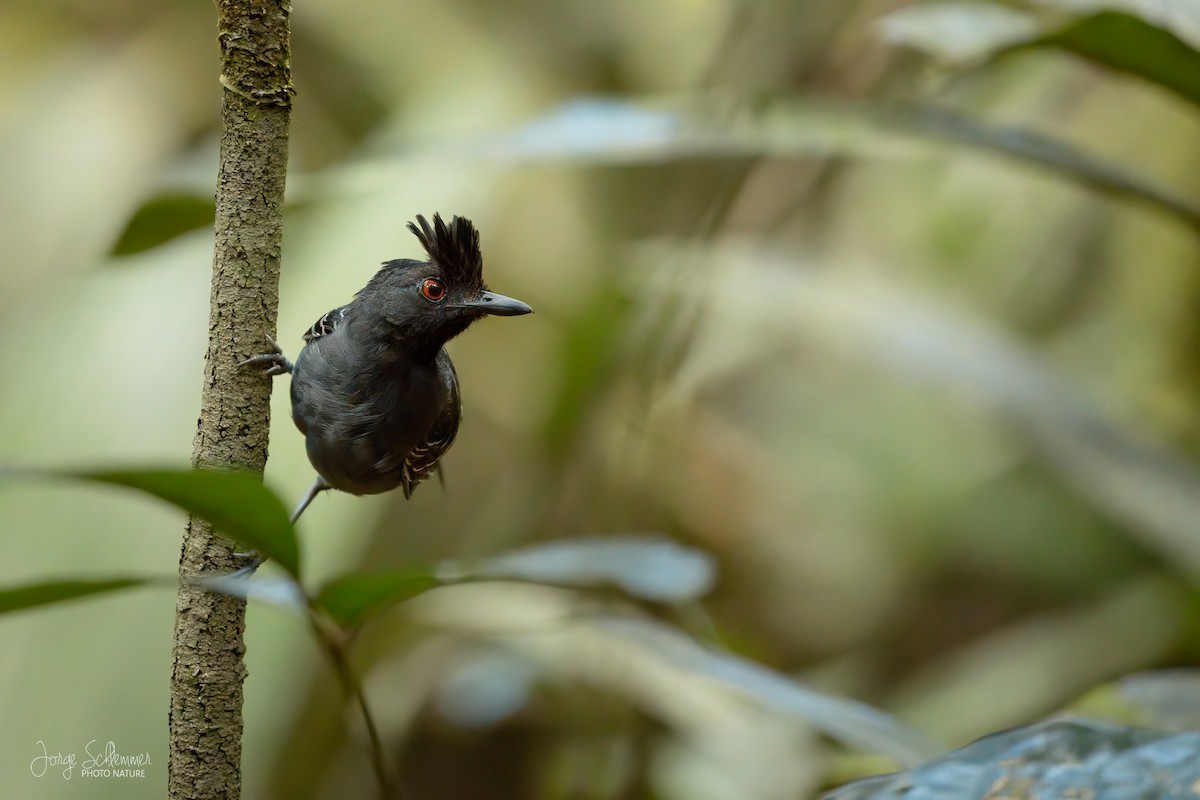 Black-headed Antbird - ML616076909
