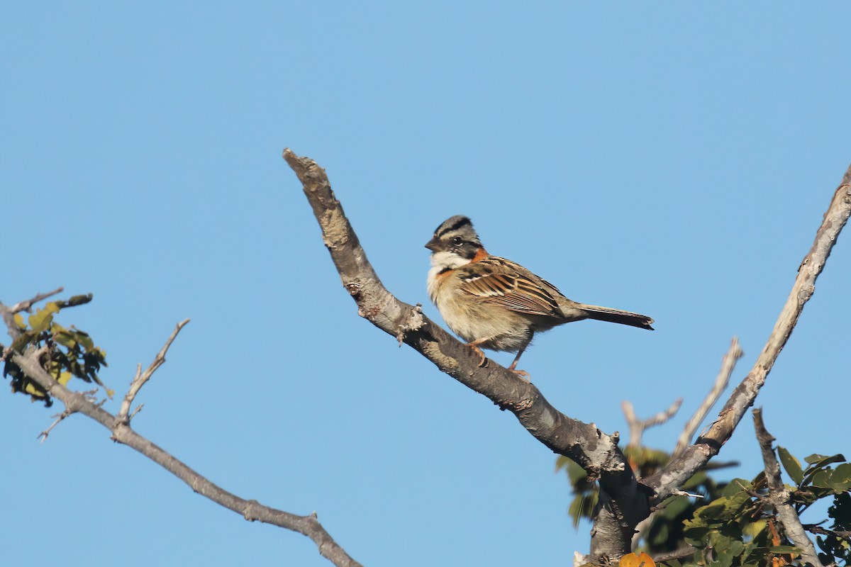 Rufous-collared Sparrow - ML616077068