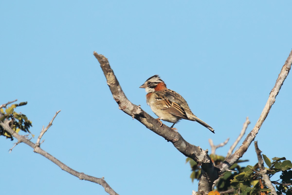 Rufous-collared Sparrow - David Lang