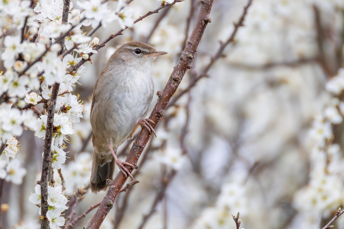 Cetti's Warbler - Alexis Lours