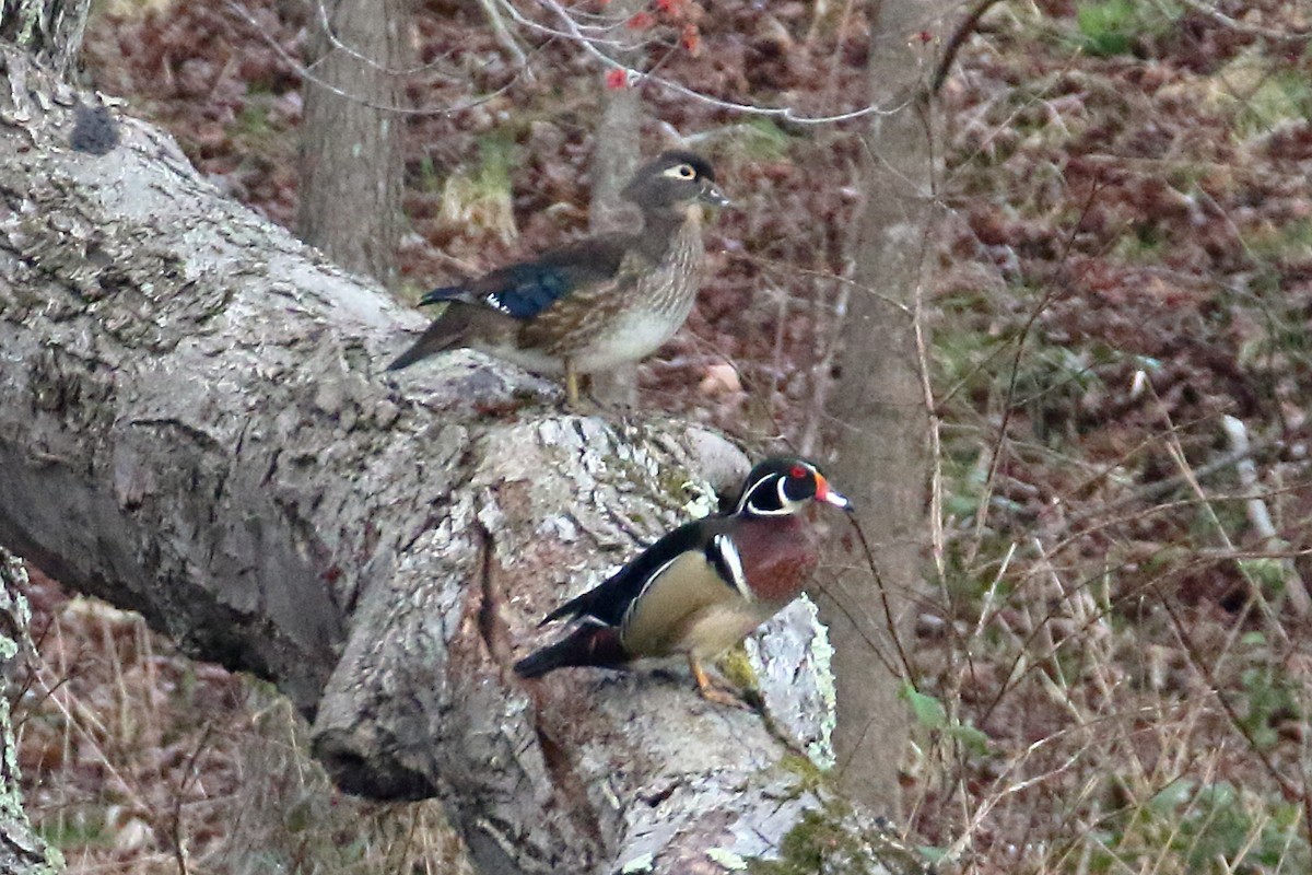 Maryland-DC Breeding Bird Atlas Checklist - 15 Mar 2024 - Patuxent ...