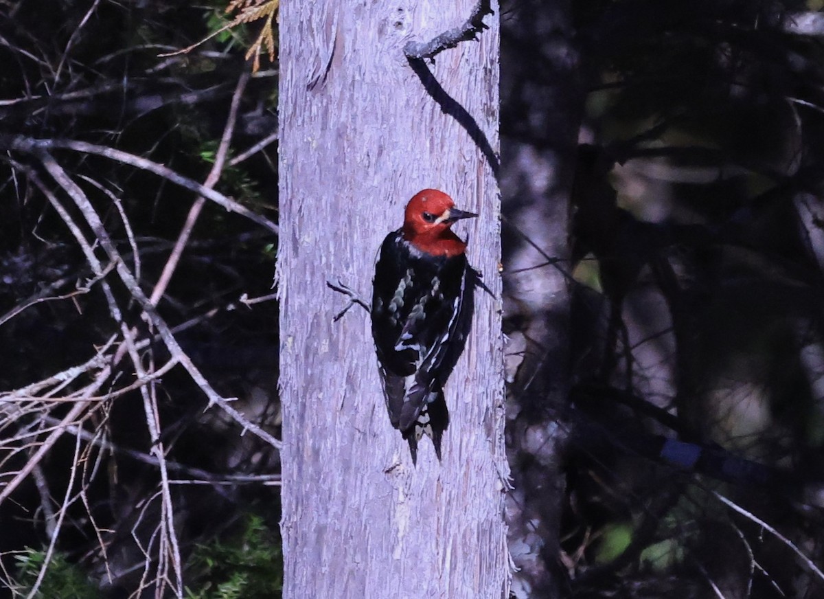 Red-breasted Sapsucker - ML616077205