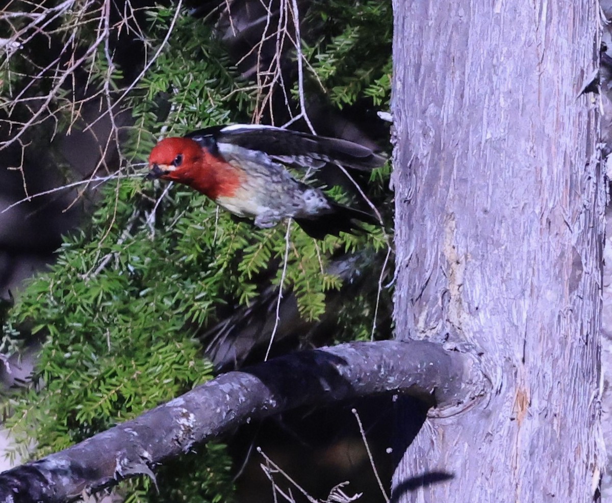 Red-breasted Sapsucker - ML616077206