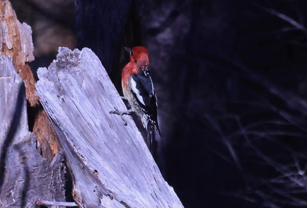 Red-breasted Sapsucker - ML616077207