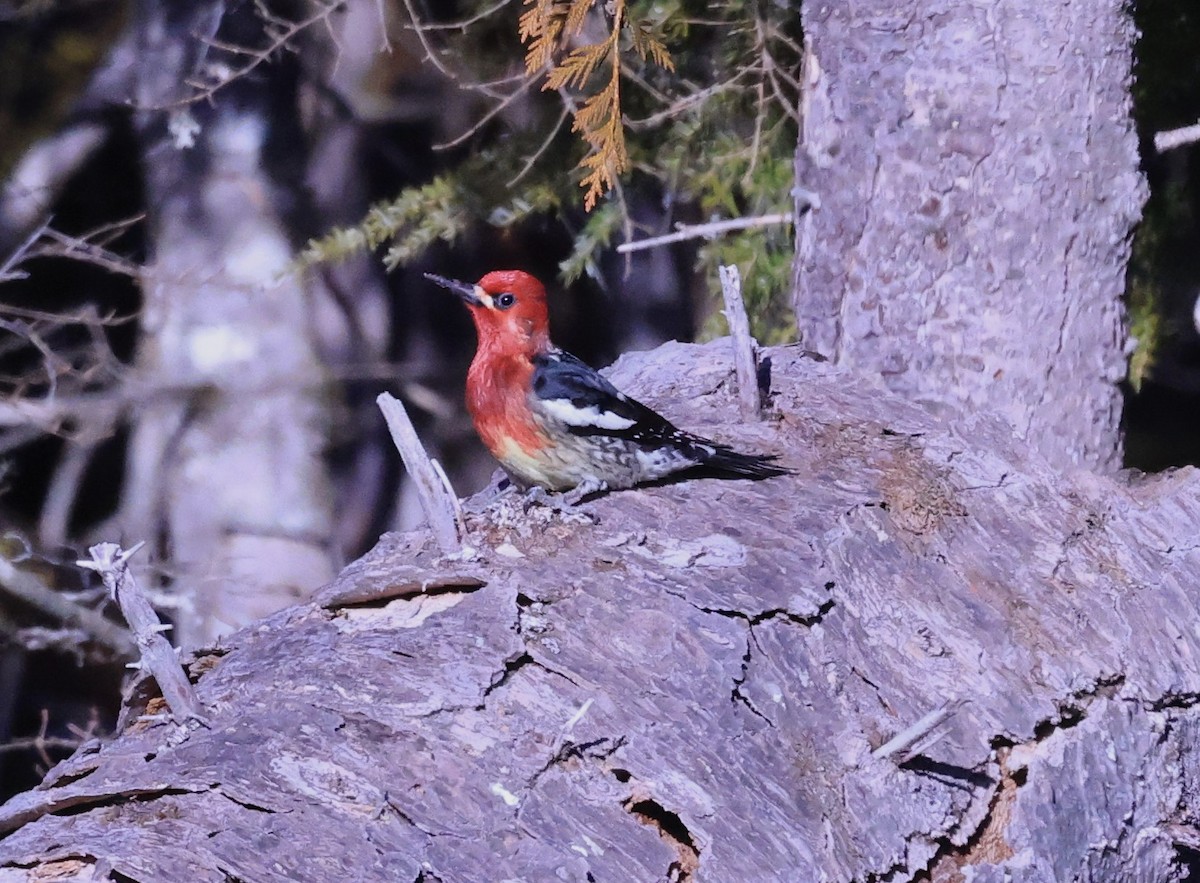 Red-breasted Sapsucker - ML616077209