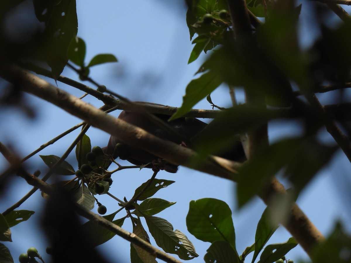 holub středoamerický - ML616077222