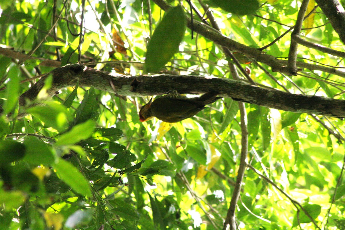 Yellow-throated Woodpecker - ML616077295
