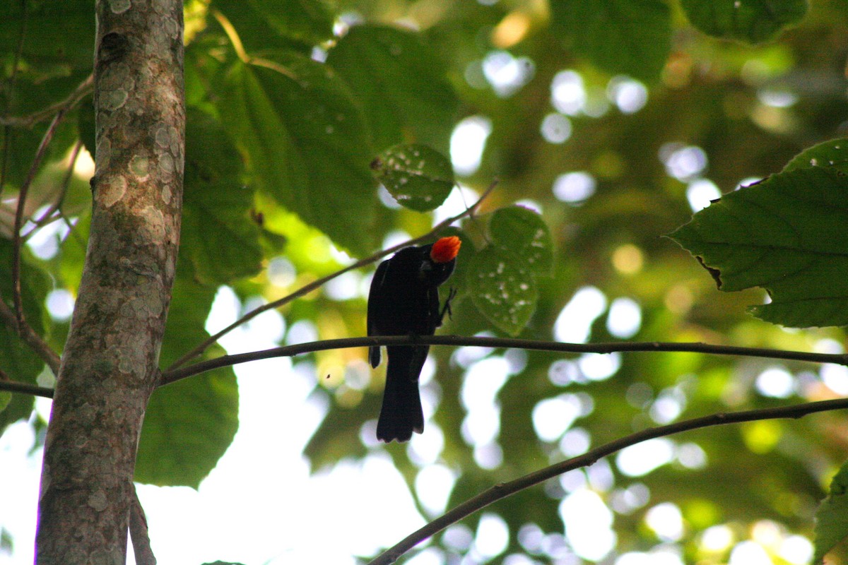 Flame-crested Tanager (Flame-crested) - Edu no Mato