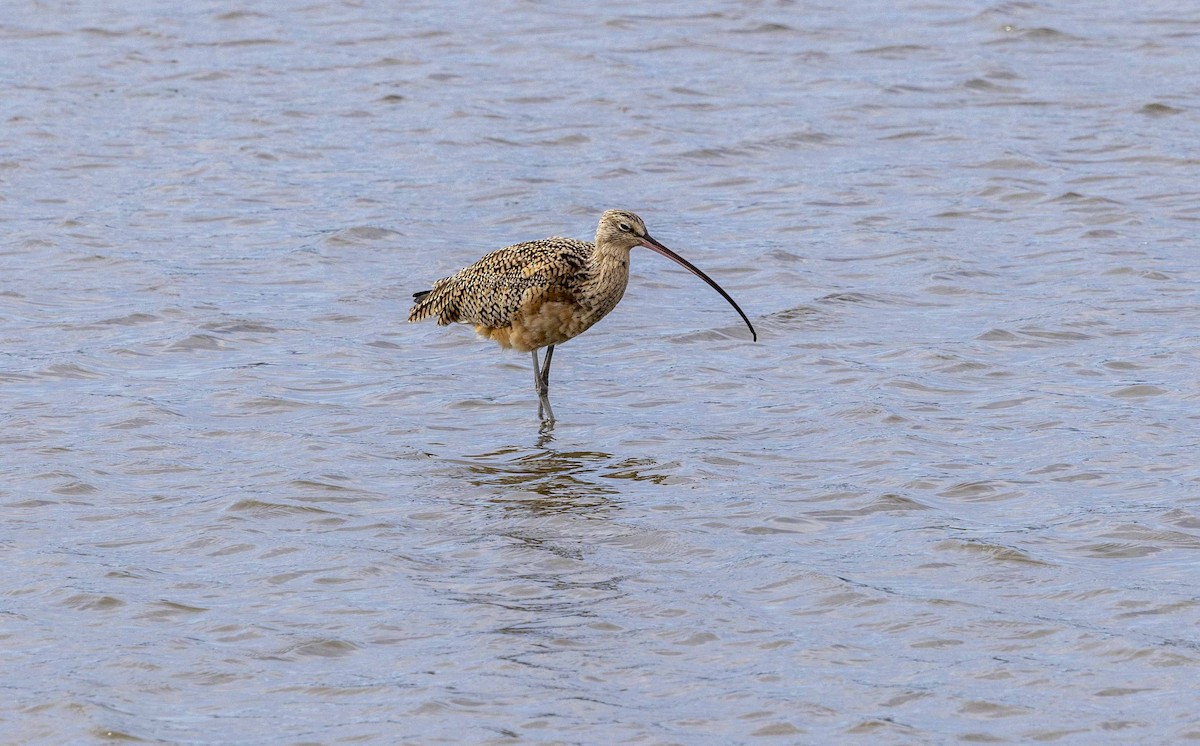 Long-billed Curlew - ML616077425