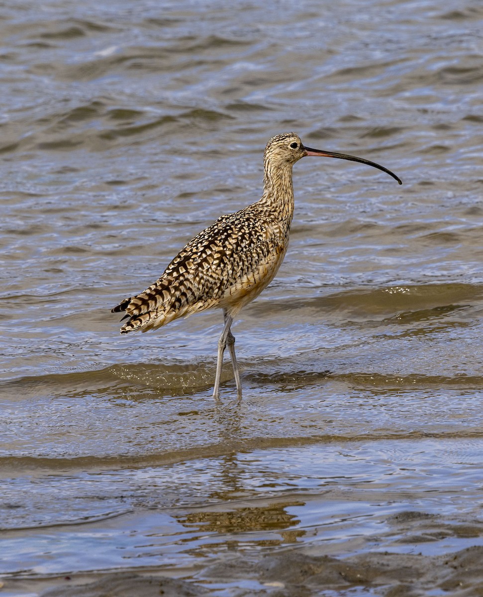 Long-billed Curlew - ML616077426