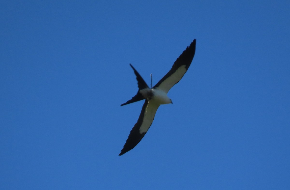 Swallow-tailed Kite - ML616077454