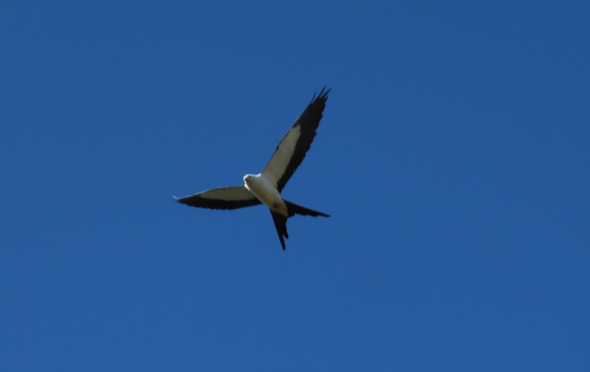 Swallow-tailed Kite - David Williams