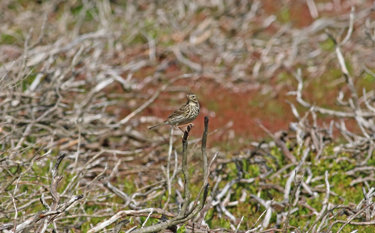 Meadow Pipit - ML616077522