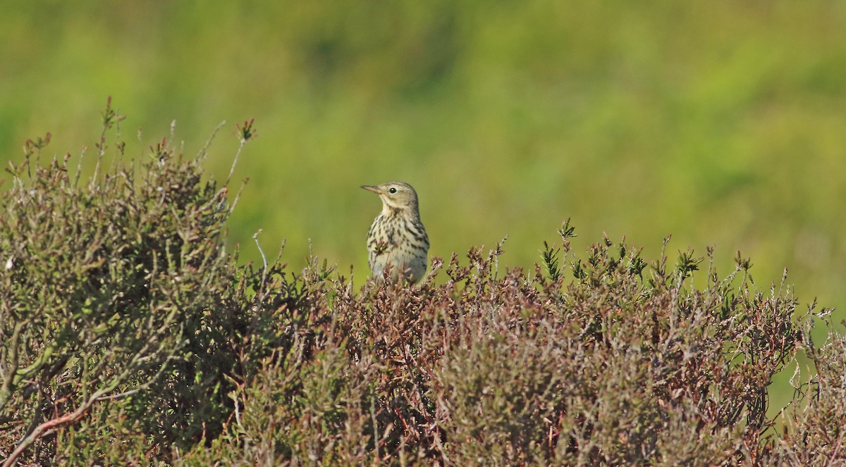 Meadow Pipit - ML616077529