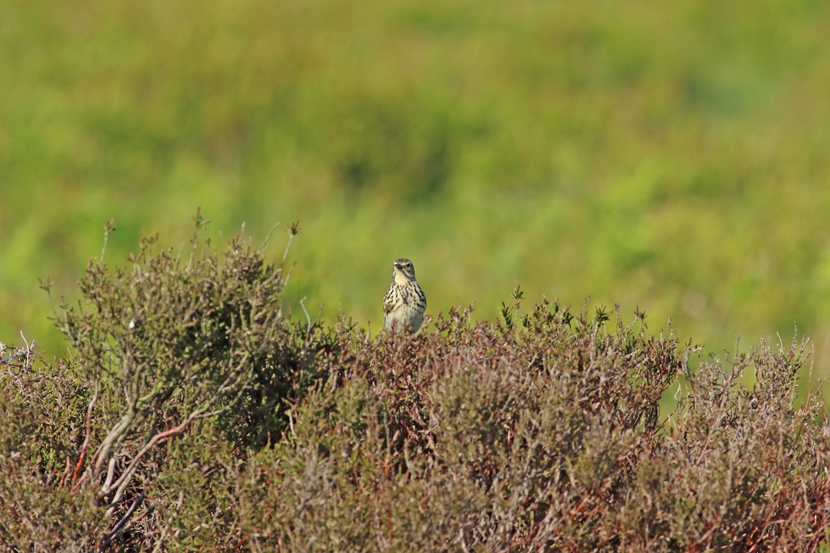 Meadow Pipit - ML616077531