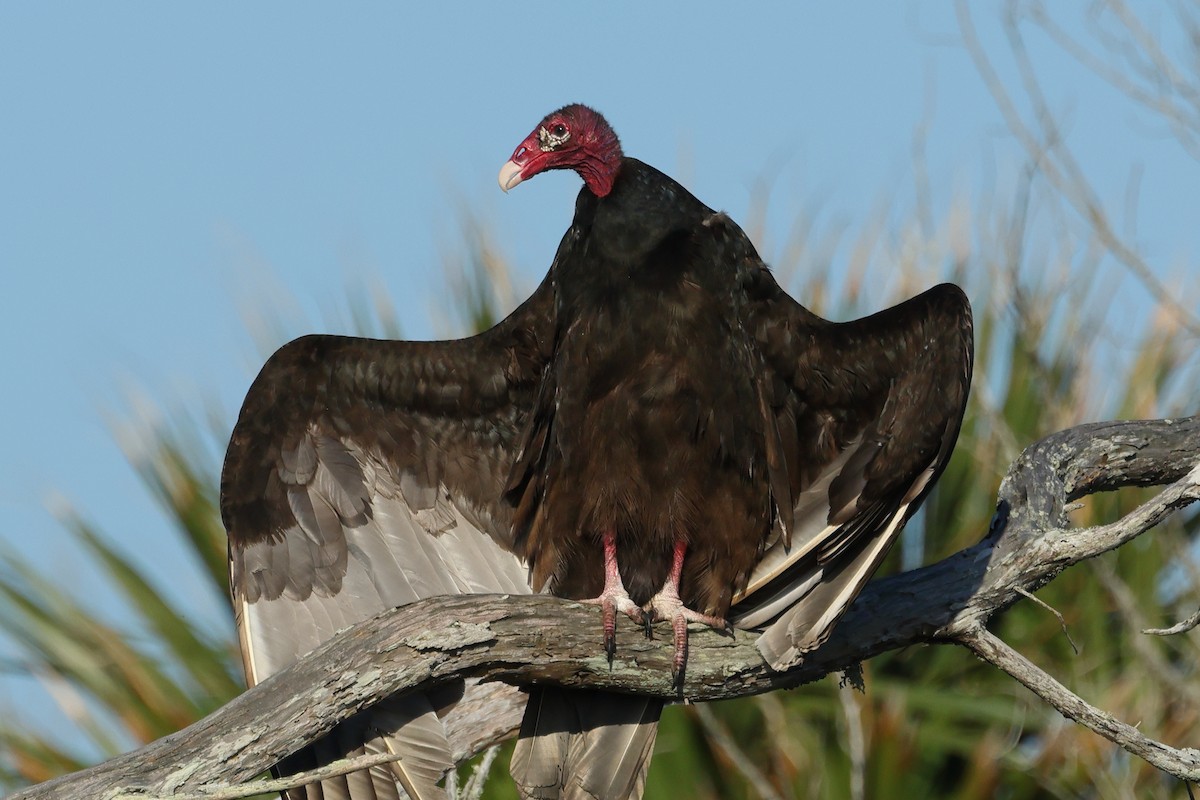 Turkey Vulture - ML616077941