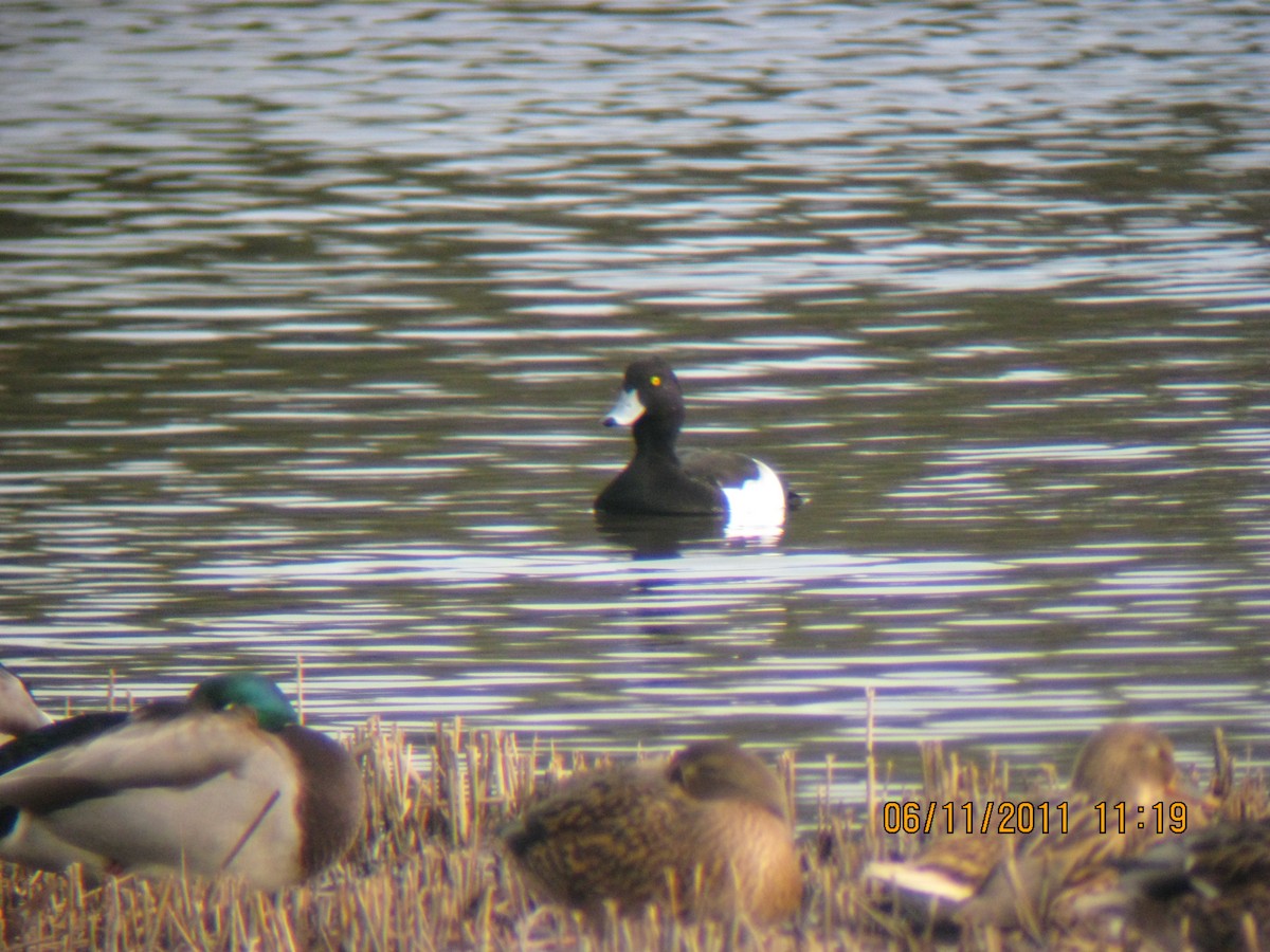 Tufted Duck - ML616078186