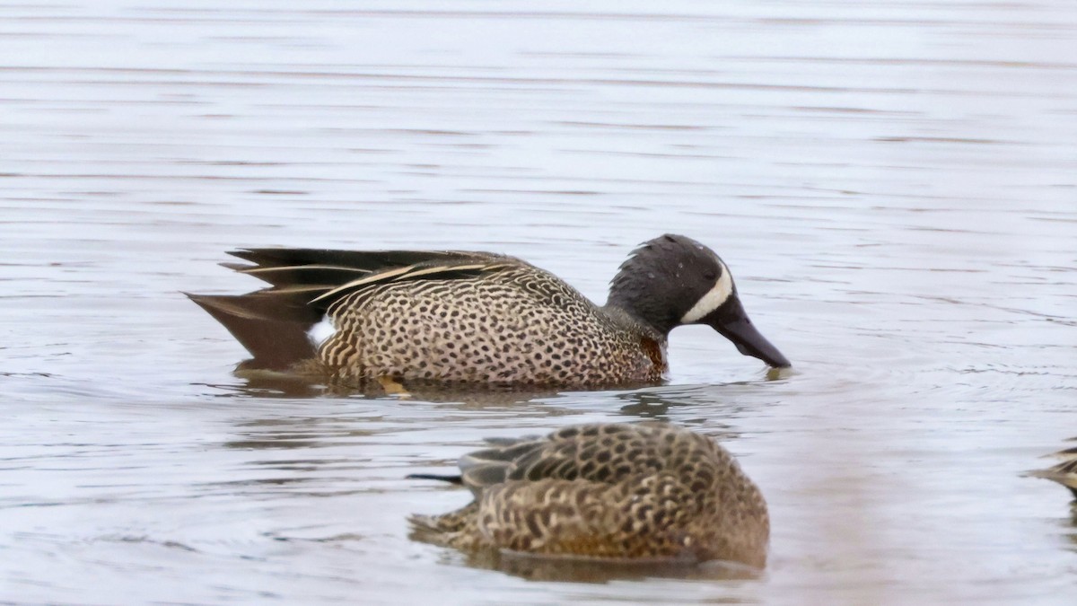 Blue-winged Teal - ML616078247