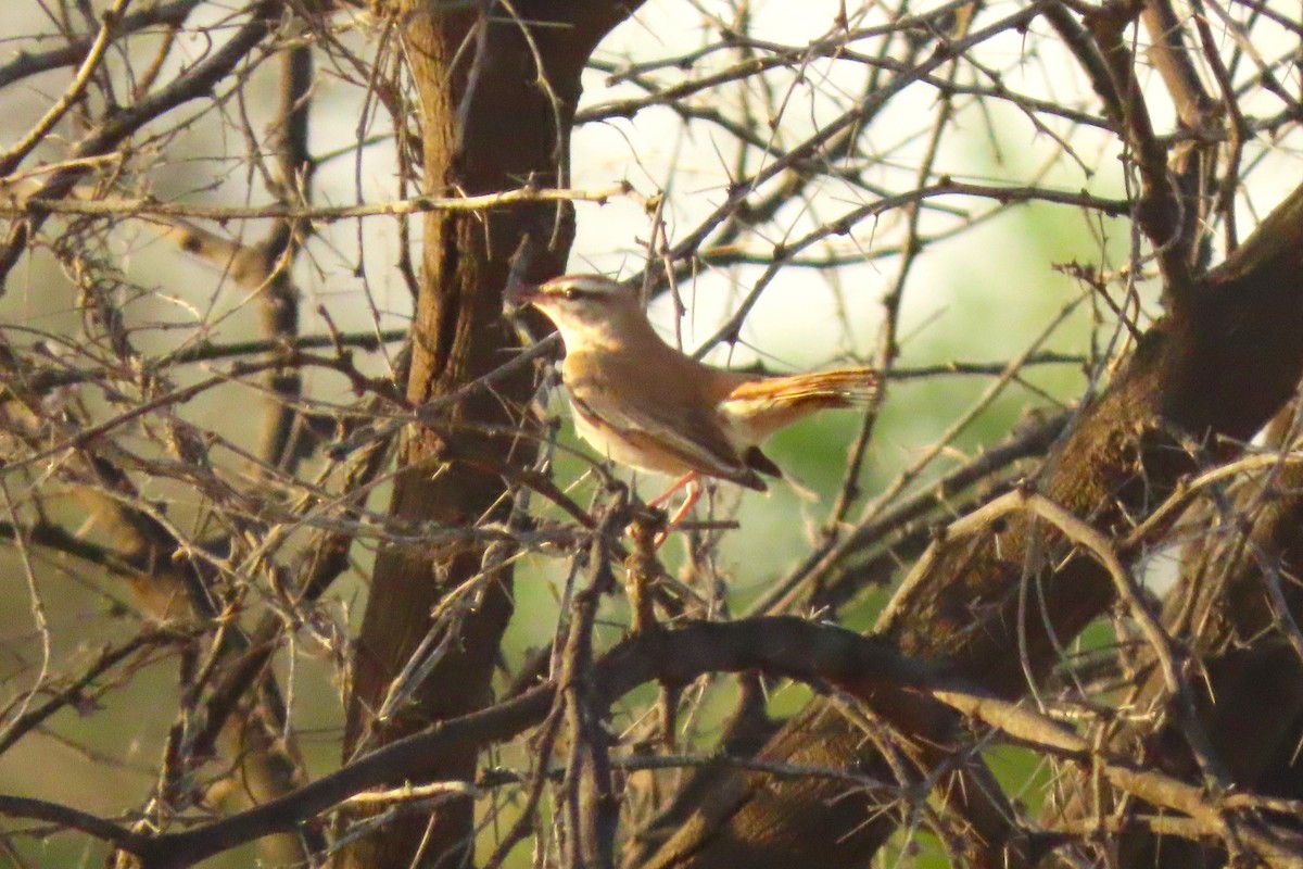 Rufous-tailed Scrub-Robin (Rufous-tailed) - ML616078265