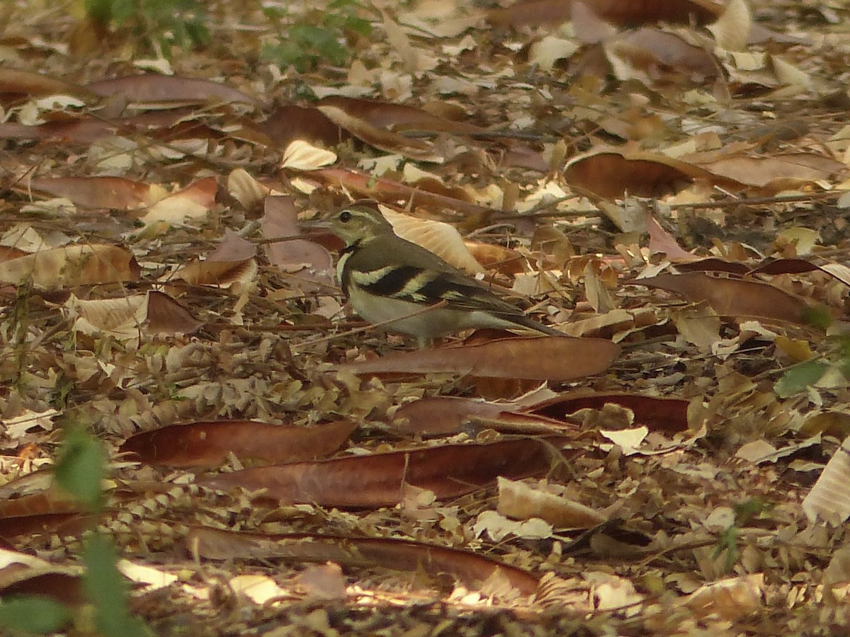 Forest Wagtail - ML616078321
