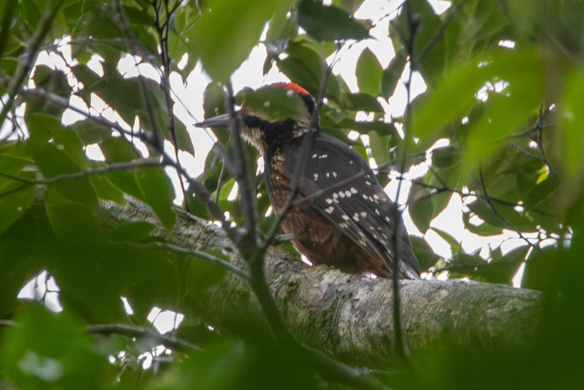 White-backed Woodpecker (Amami) - ML616078562