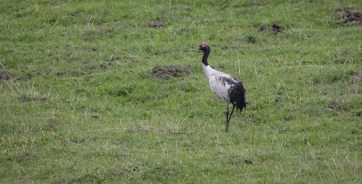 Black-necked Crane - ML616078579