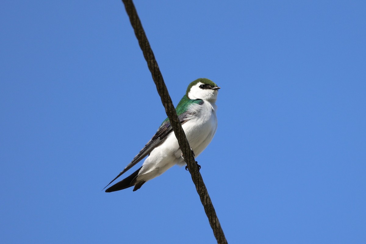 Violet-green Swallow - ML616078640