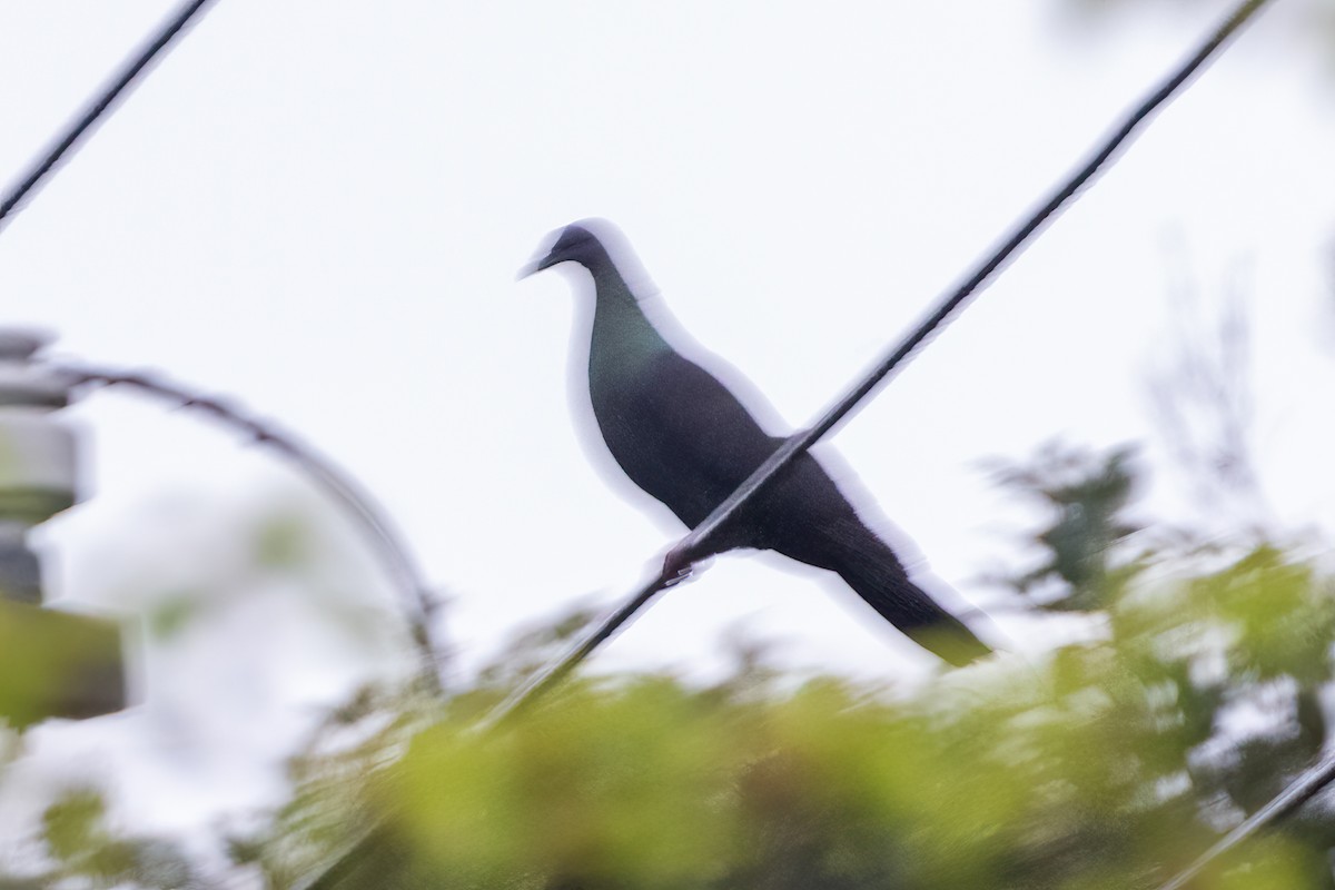 Black Wood-Pigeon - ML616078806